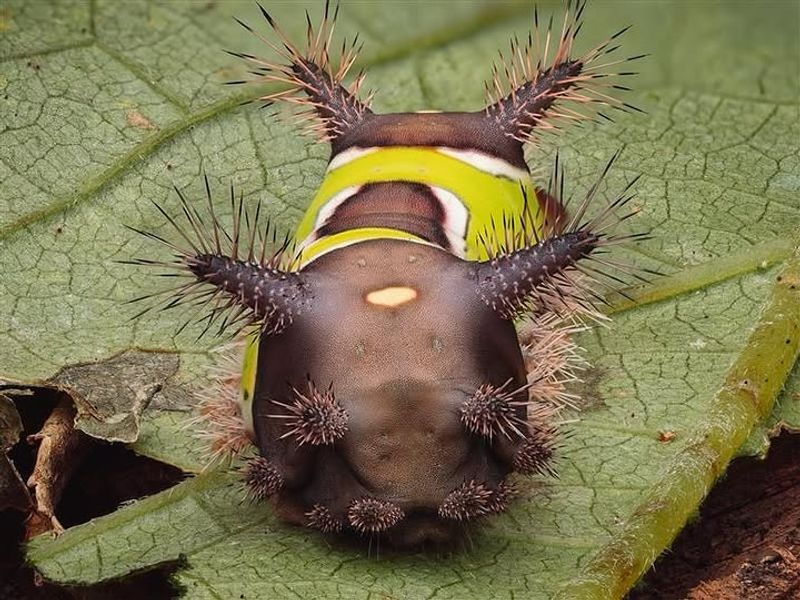 Saddleback Caterpillar: The Pennsylvania Garden Caterpillar With A Sting You Won't Forget