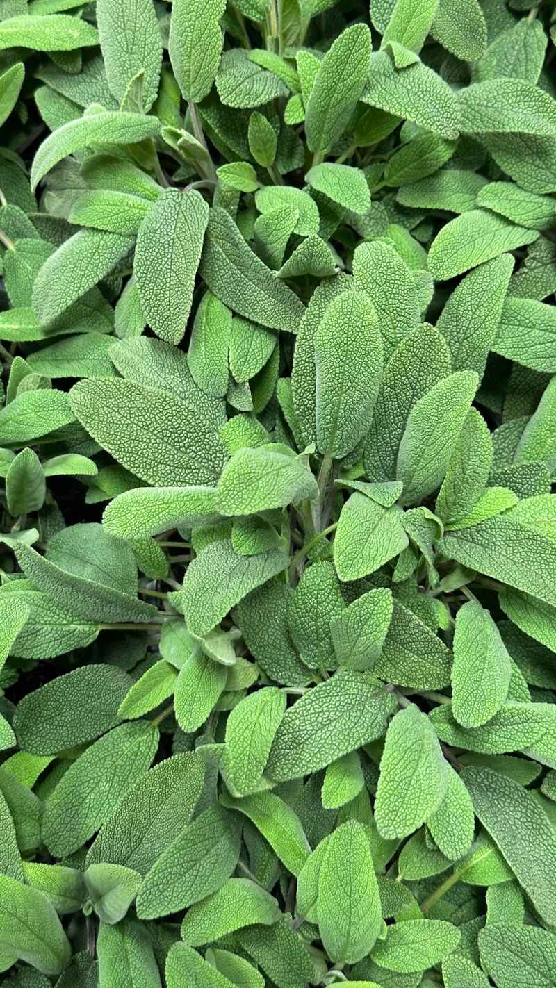 Sage Sage