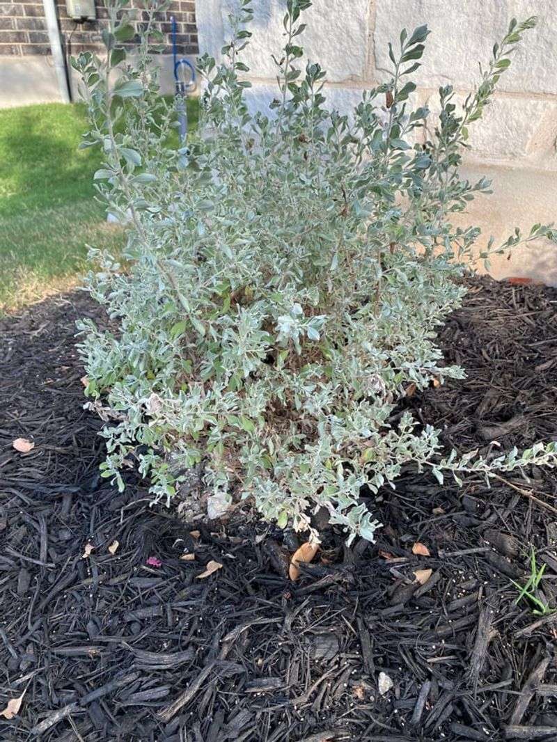 Sage Brings Silvery Leaves To Dry Borders