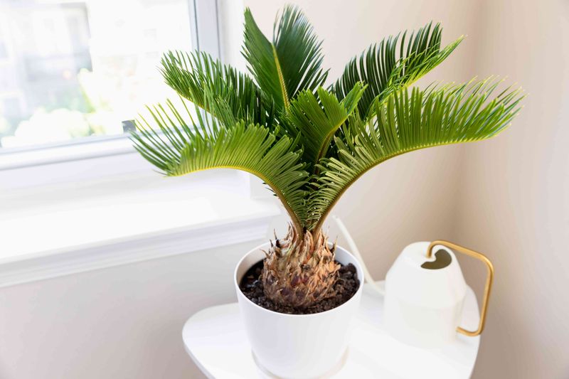 Sago Palm Sago Palm