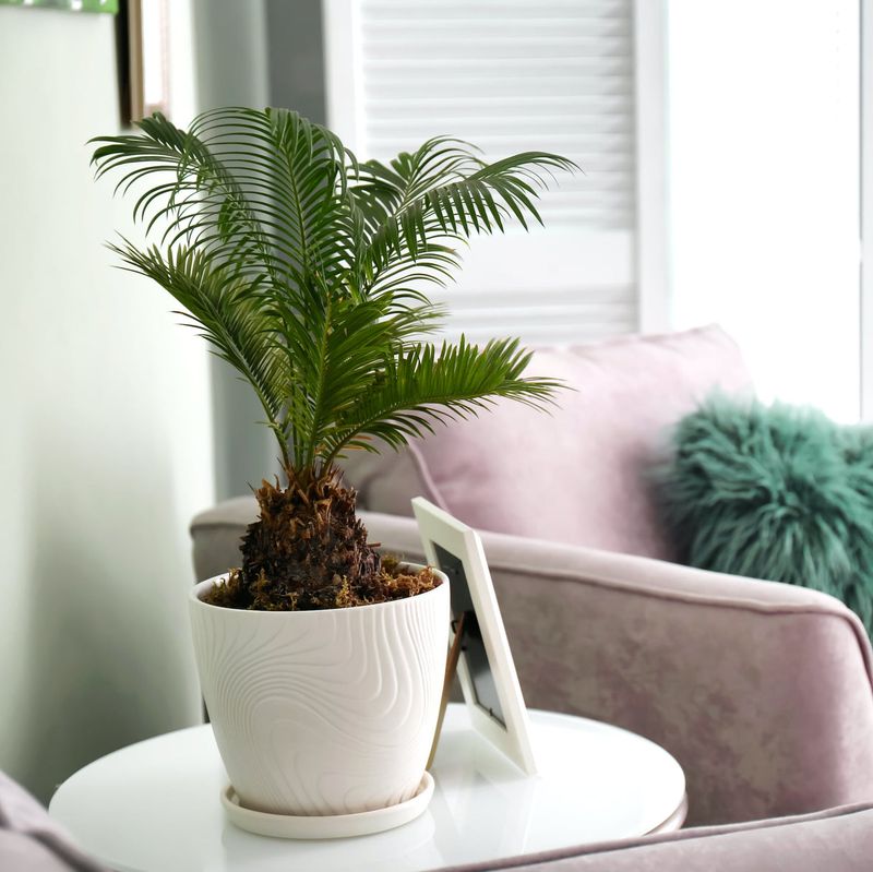 Sago Palm
