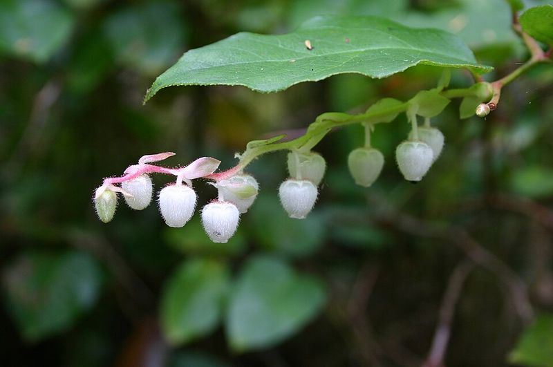 Salal (Gaultheria Shallon) Salal (Gaultheria Shallon)