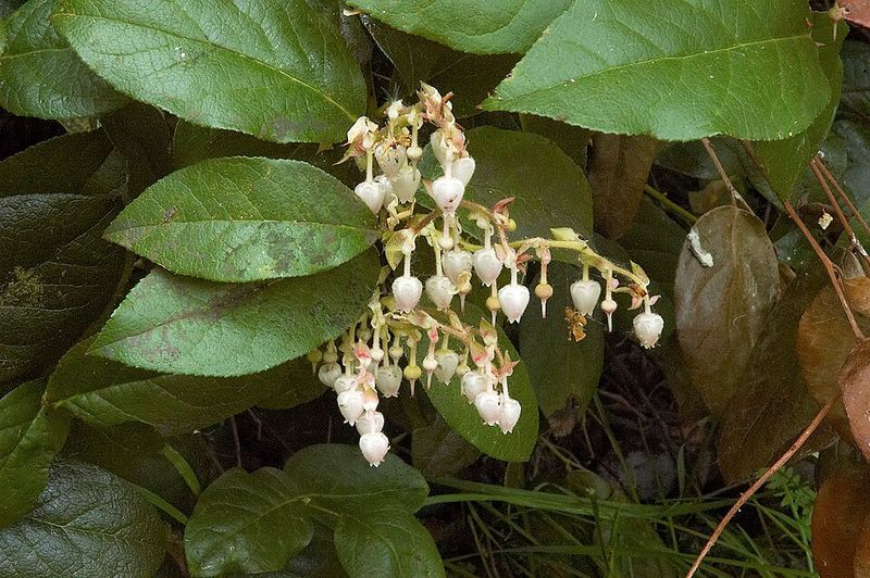 Salal (Gaultheria Shallon) Salal (Gaultheria Shallon)