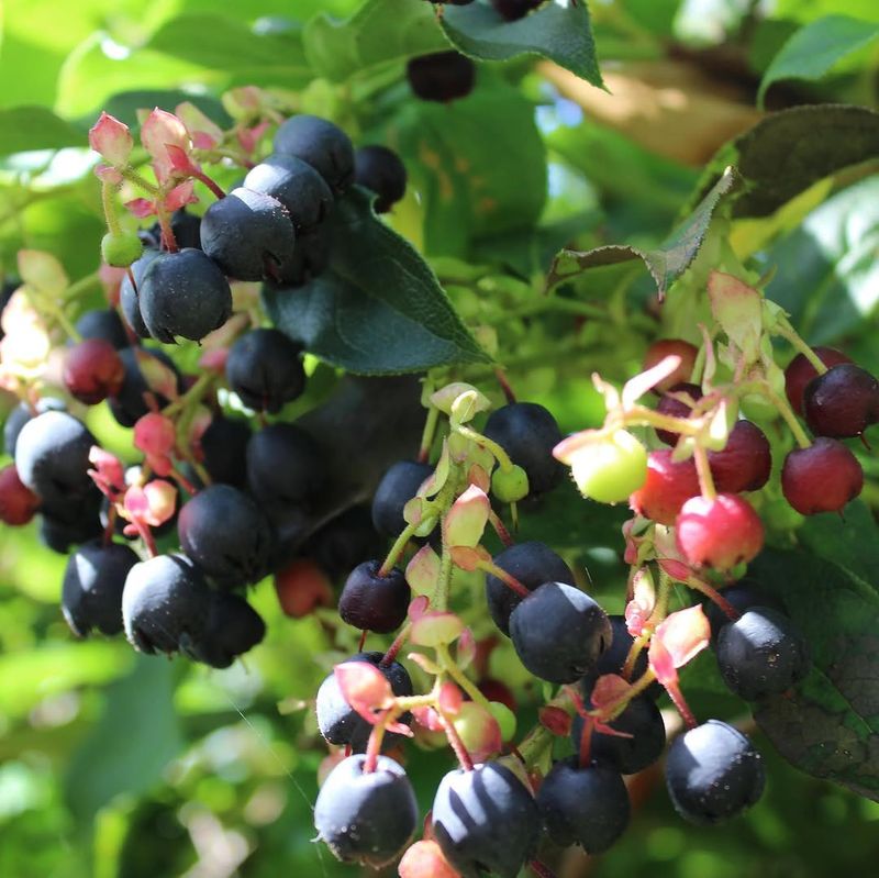 Salal Gives Shade Beds A Deep Green Look