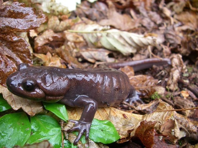 Salamanders Can Reflect A Moist And Sheltered Garden