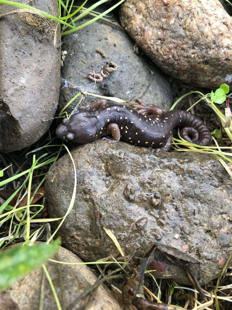 Salamanders Point To An Active Garden Food Web