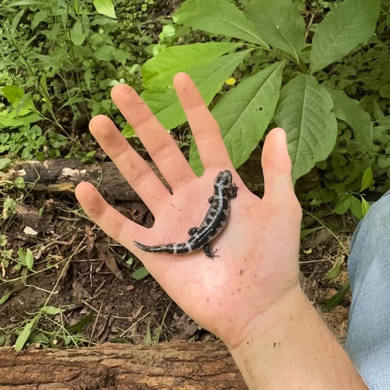 Salamanders Should Be Observed Without Frequent Handling