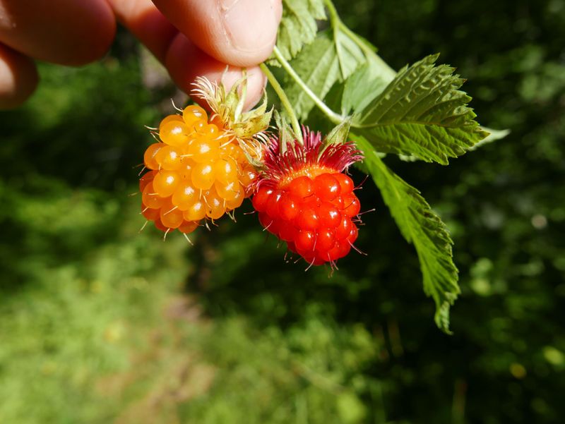Salmonberry Loves Damp Corners Salmonberry Loves Damp Corners