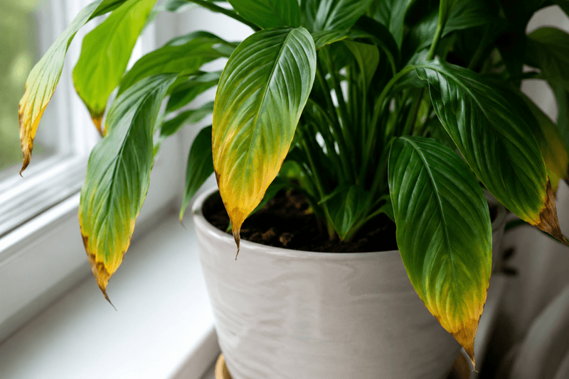 Salt Buildup Can Cause Yellow Or Brown Leaf Margins Salt Buildup Can Cause Yellow Or Brown Leaf Margins