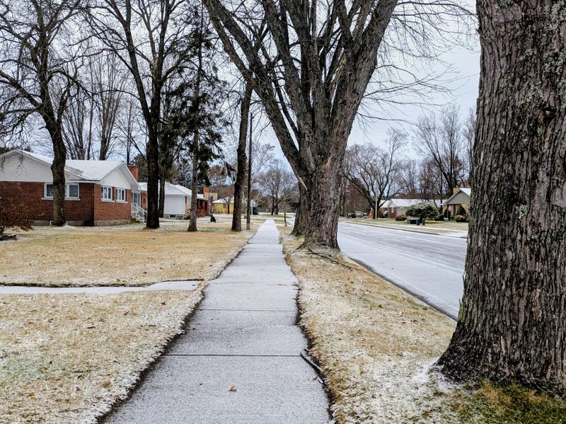 Salt From Winter Roads Harms Suburban Plantings Salt From Winter Roads Harms Suburban Plantings