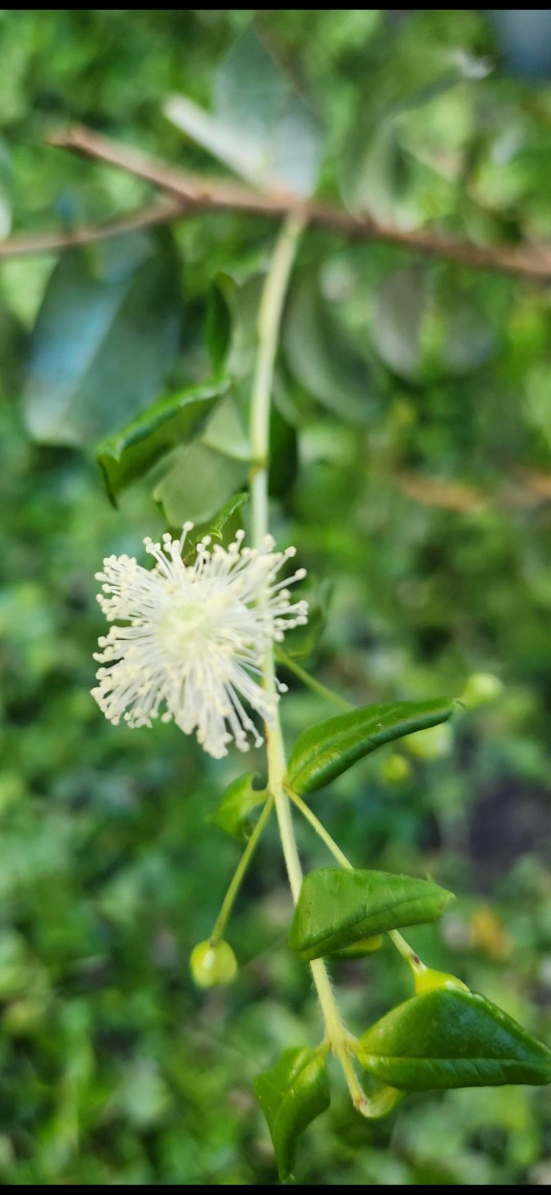 Salt Tolerant Growth For Coastal Communities Salt Tolerant Growth For Coastal Communities