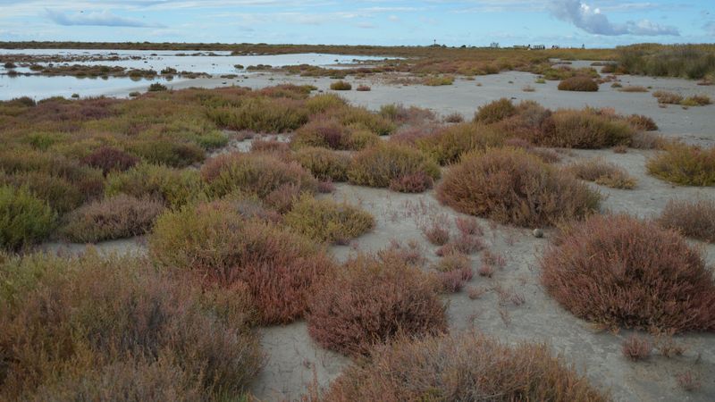 Salt-Tolerant Species Become The Smartest Option Salt-Tolerant Species Become The Smartest Option