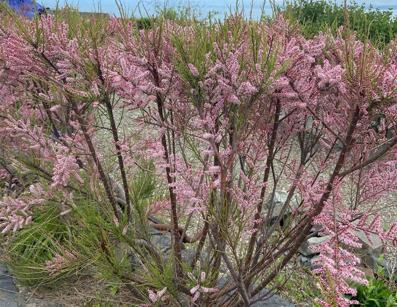 Saltcedar Spreads Along California Waterways Saltcedar Spreads Along California Waterways
