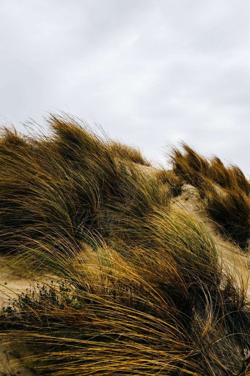 Salty Winds Dry Out Coastal Plants Fast