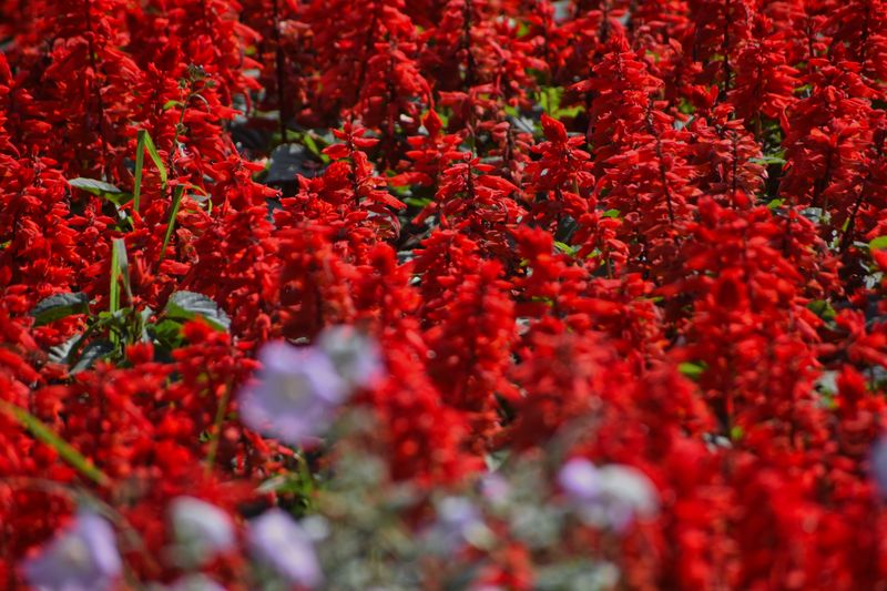 Salvia Salvia