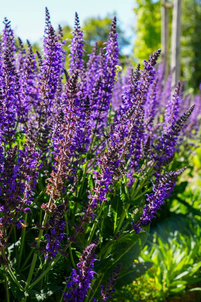 Salvia Salvia