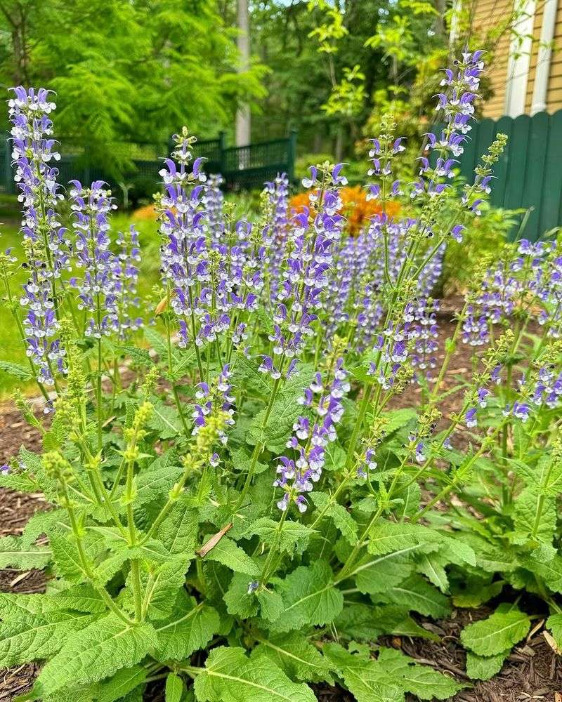 Salvia Adds Months Of Color Salvia Adds Months Of Color