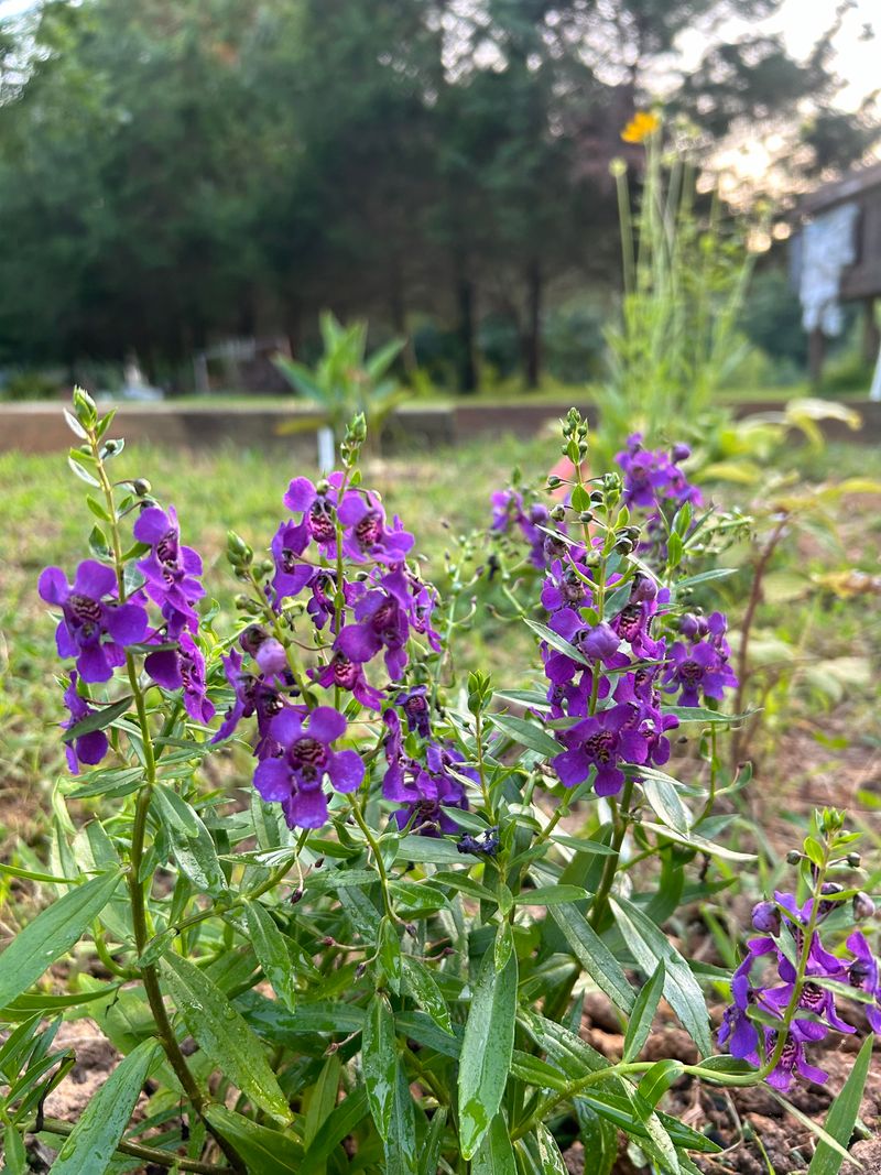 Salvia And Angelonia Keep The Color Upright
