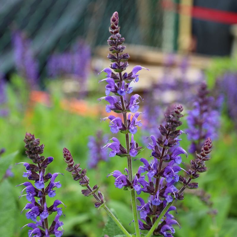 Salvia Brings Aromatic Leaves