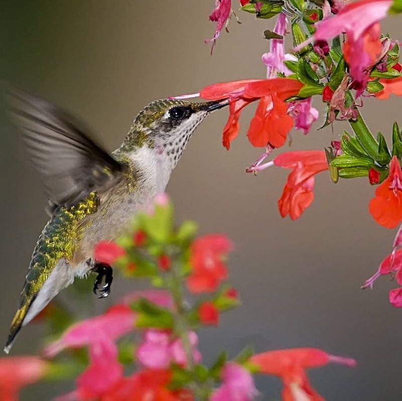 Salvia Feeds Hummingbirds All Summer Long Salvia Feeds Hummingbirds All Summer Long