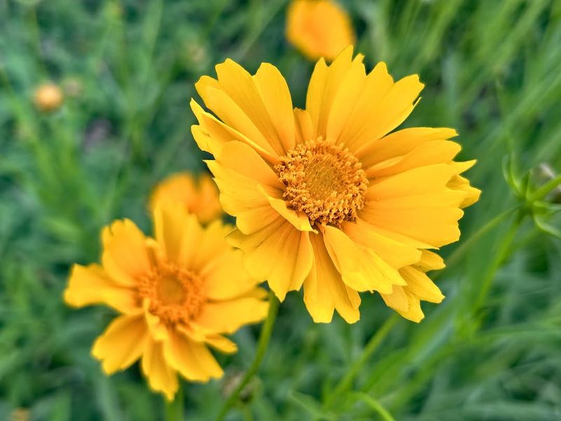 Sand Coreopsis Blooms Through Much Of Summer