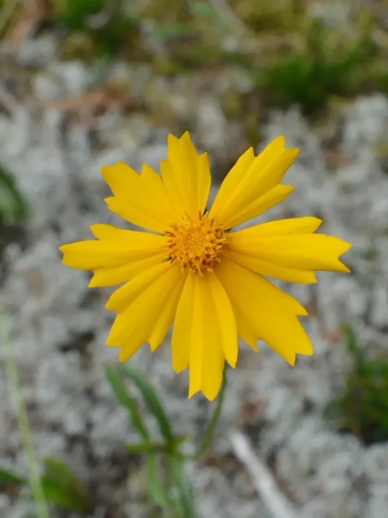 Sand Coreopsis Is Native Across Michigan Sand Coreopsis Is Native Across Michigan