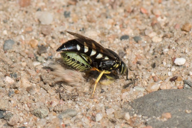 Sand Wasps Have A Stink Bug Connection Sand Wasps Have A Stink Bug Connection