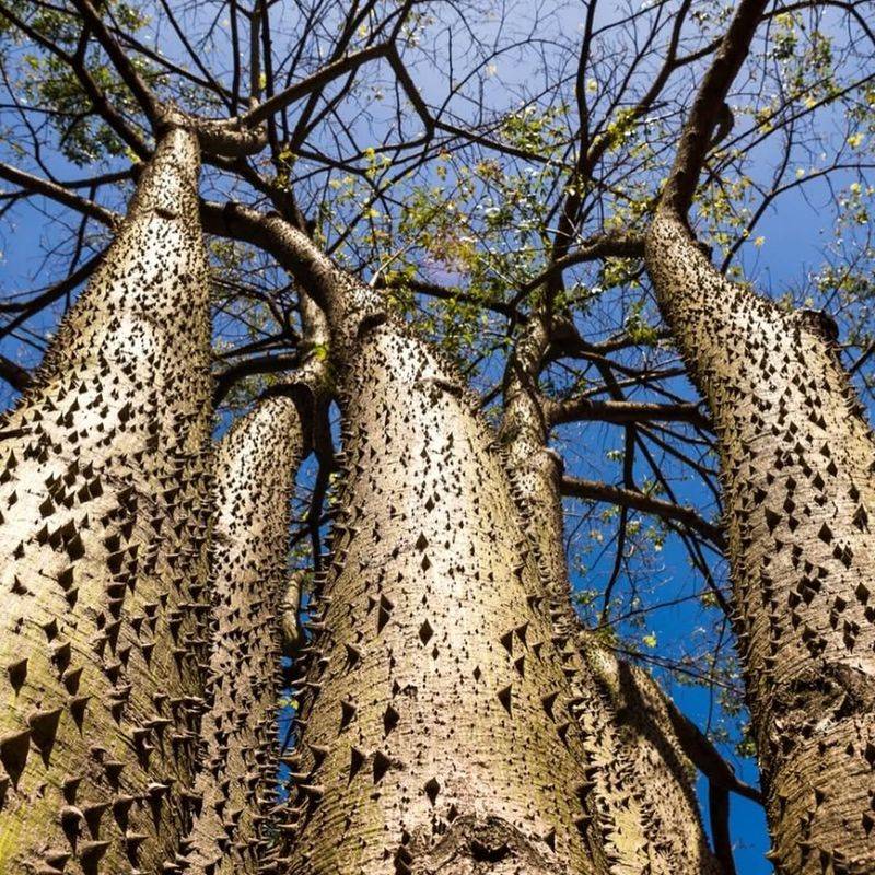 Sandbox Tree Looks Like A Warning Sign