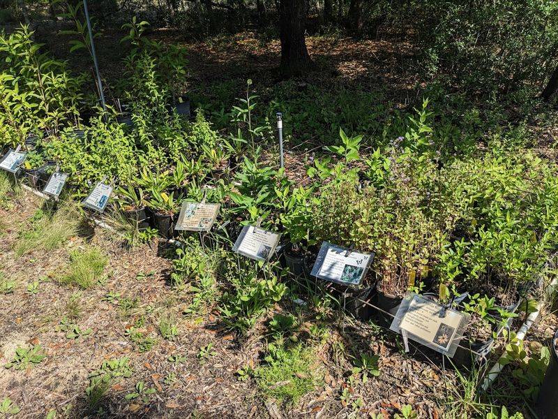 Sandhills Native Nursery Adds A Panhandle Sandhill Stop Sandhills Native Nursery Adds A Panhandle Sandhill Stop