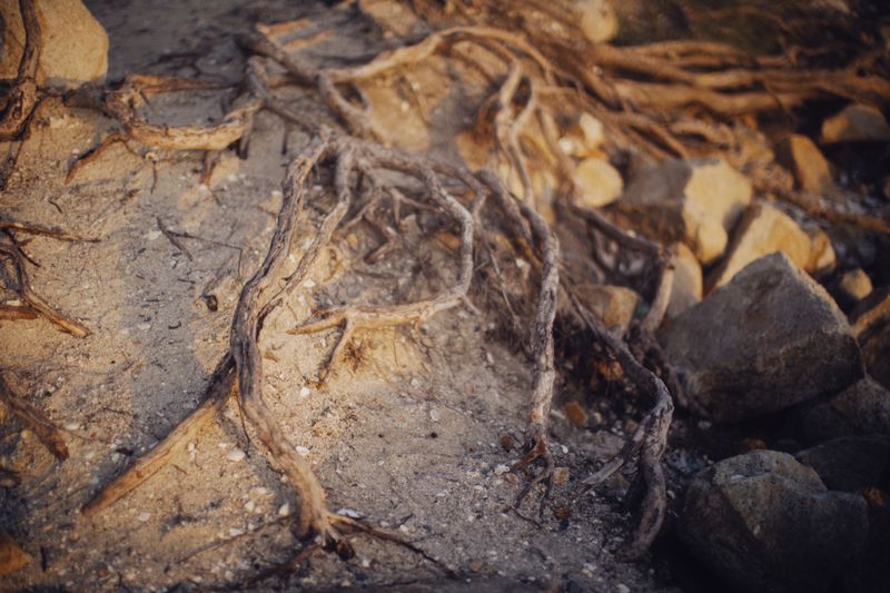 Sandy Coastal Soil Trains Roots To Seek Water Efficiently