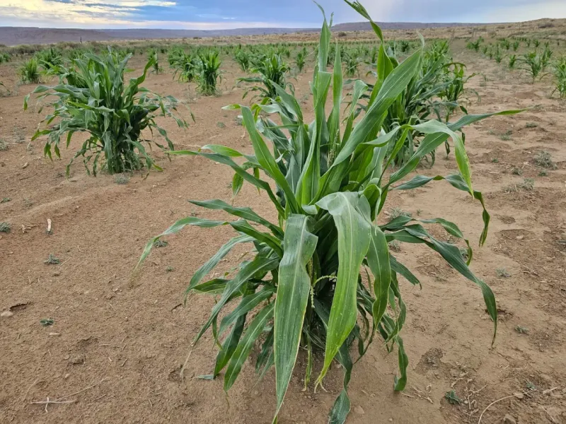 Sandy Soil Can Dry Before Nearby Soil
