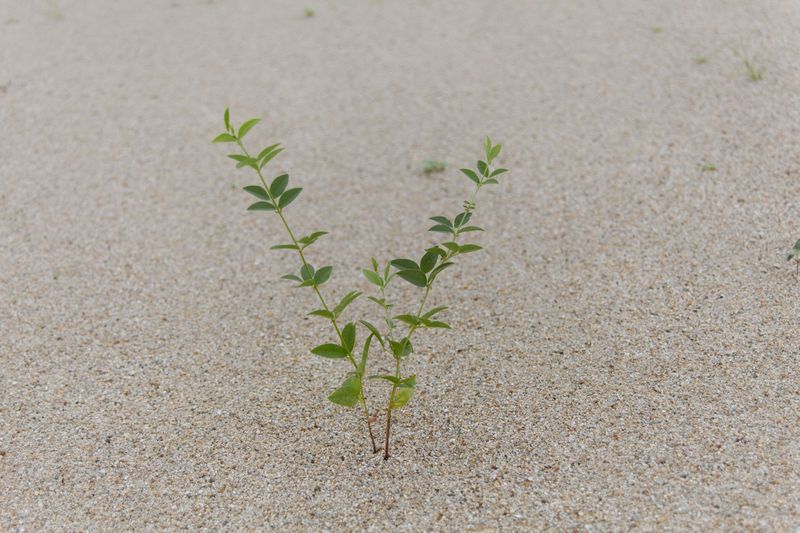 Sandy Soil Drains Nutrients Quickly Near Shore