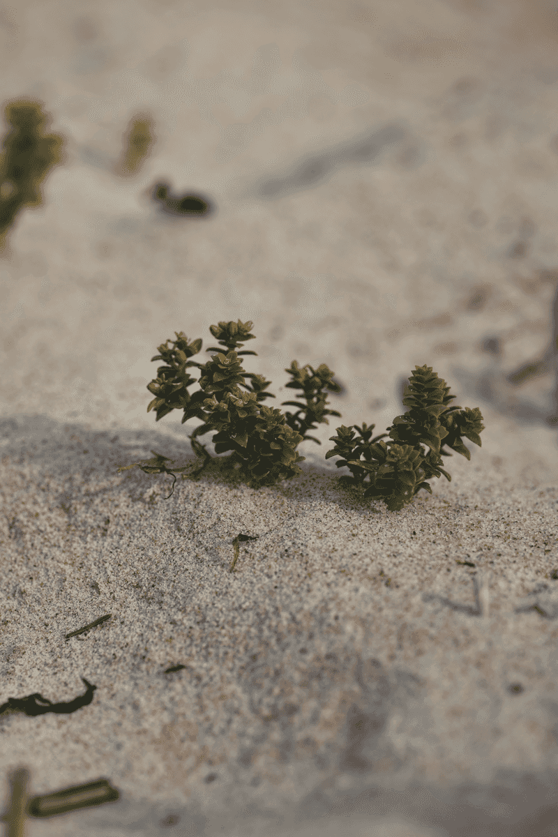 Sandy Soil Drains Too Fast For Most Plants Sandy Soil Drains Too Fast For Most Plants