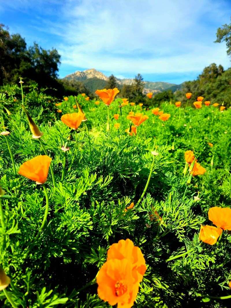 Santa Barbara Botanic Garden Nursery Pairs Plants With Garden Inspiration Santa Barbara Botanic Garden Nursery Pairs Plants With Garden Inspiration