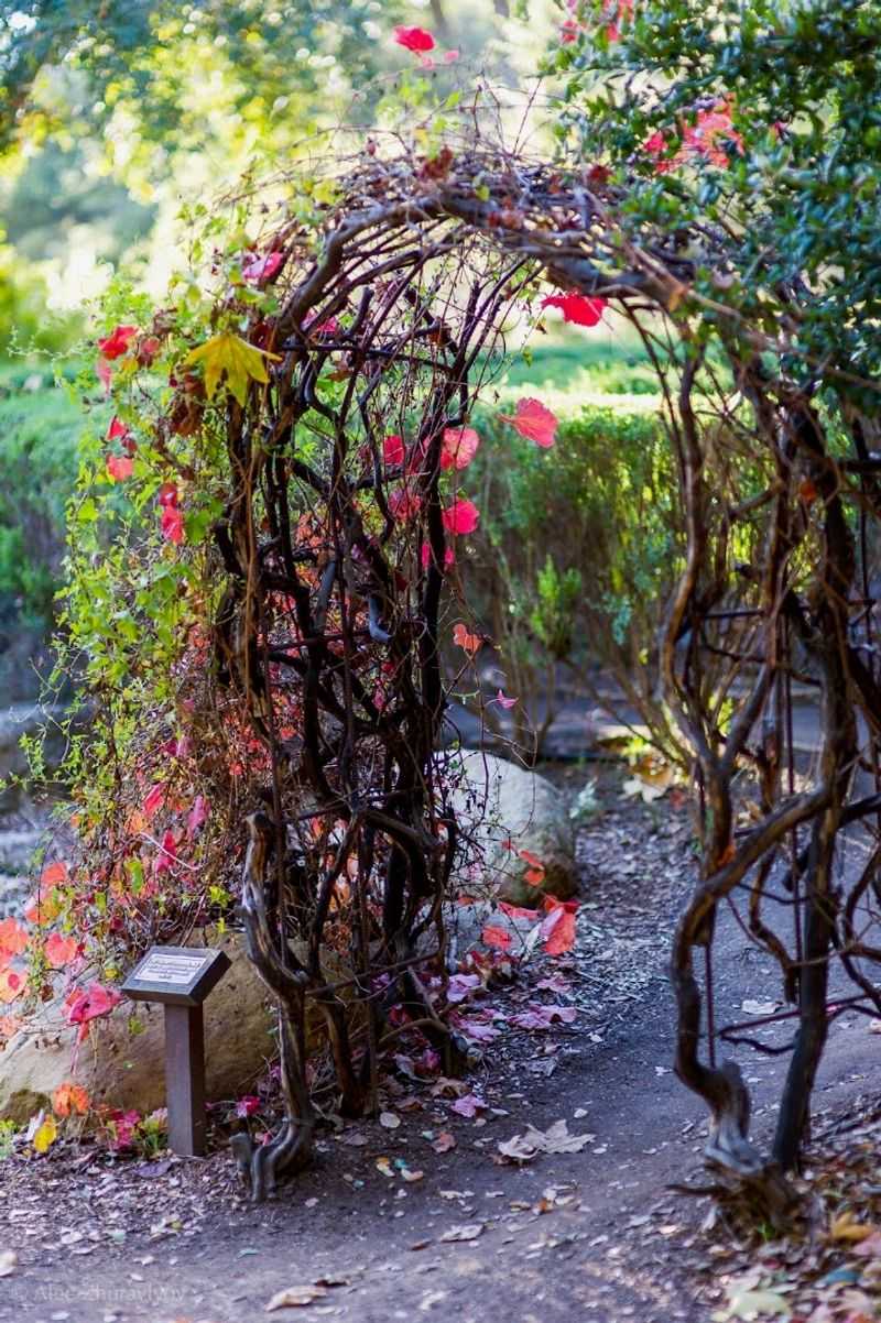Santa Barbara Botanic Garden Nursery — Santa Barbara