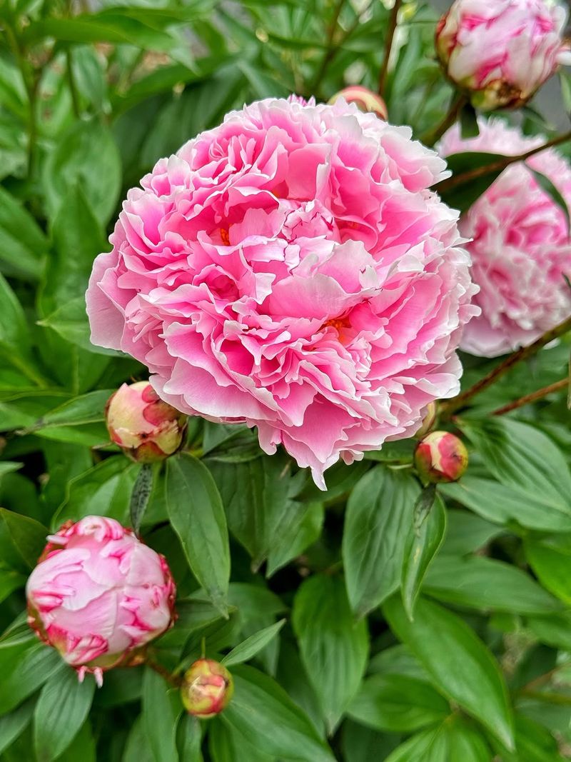 'Sarah Bernhardt' Peony (Paeonia Lactiflora 'Sarah Bernhardt')