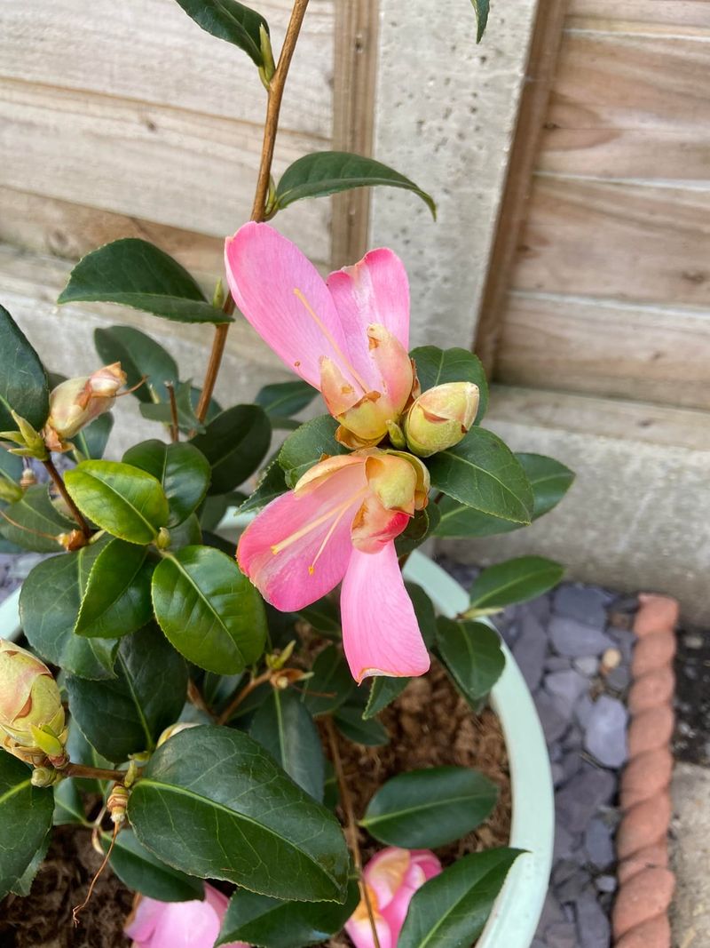 Sasanqua Camellias Need Moisture Before Fall Bloom
