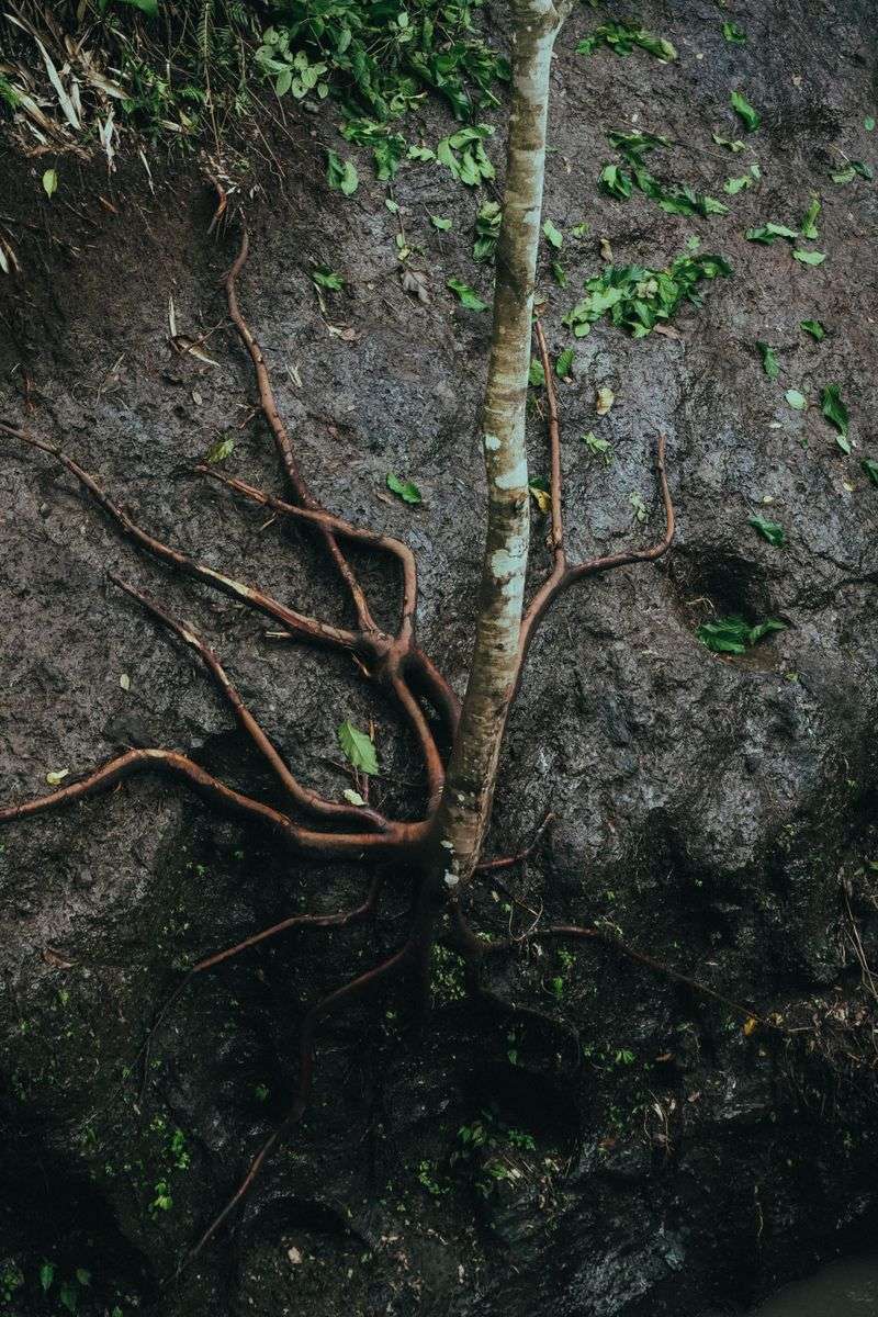 Saturated Soil Deprives Roots Of Oxygen