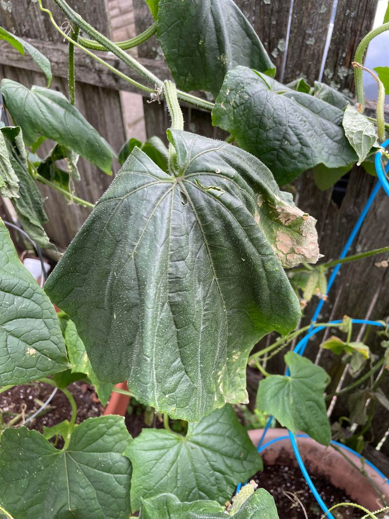 Saturated Soil Is Limiting Oxygen Around The Roots