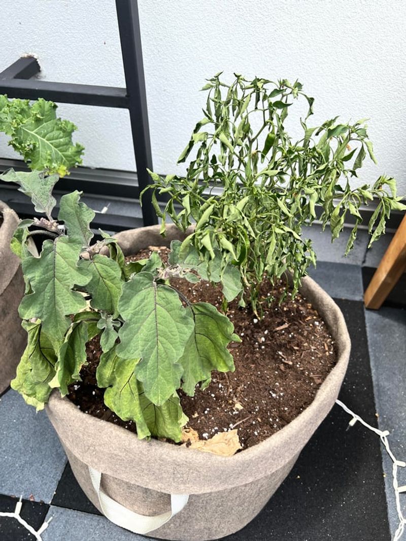 Saturated Soil Is Limiting Oxygen Around The Roots Saturated Soil Is Limiting Oxygen Around The Roots