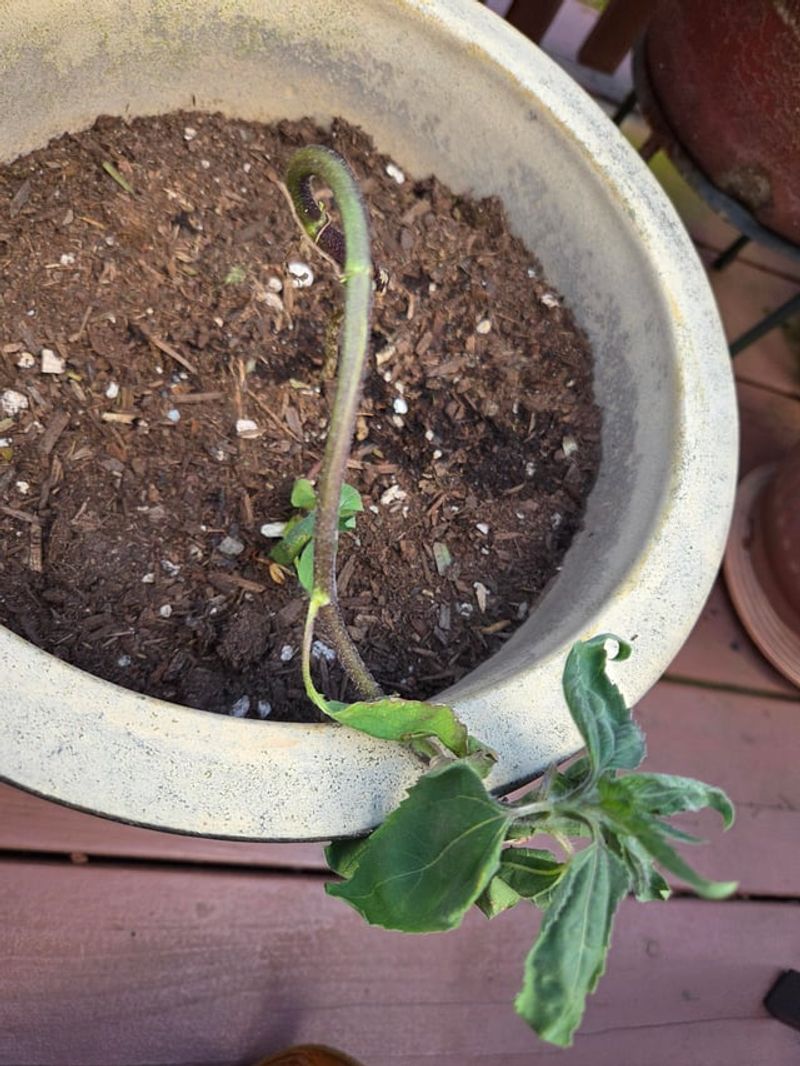 Saturated Soil Is Restricting Root Function Saturated Soil Is Restricting Root Function