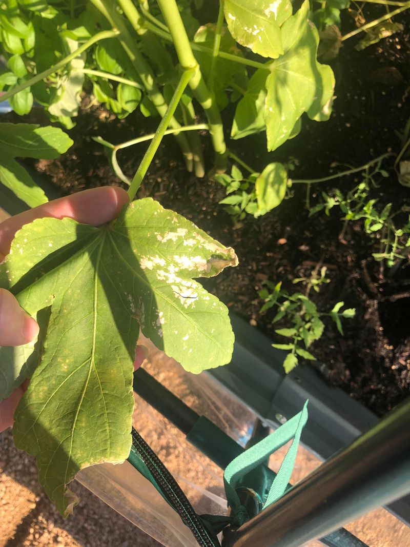 Saturated Soil Is Restricting Root Oxygen Saturated Soil Is Restricting Root Oxygen