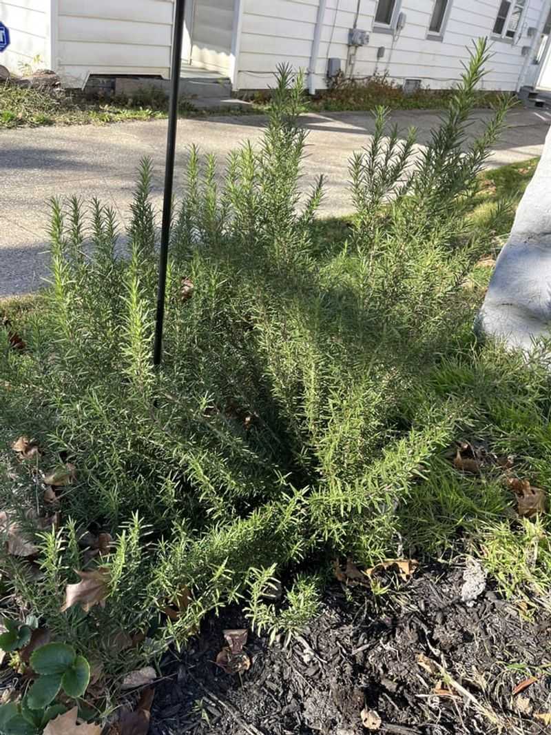 Saturated Soil Restricts The Air Roots Require