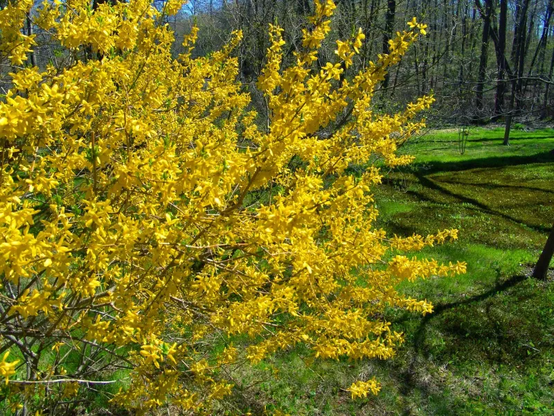Save Forsythia Pruning For Spring Bloom Cleanup