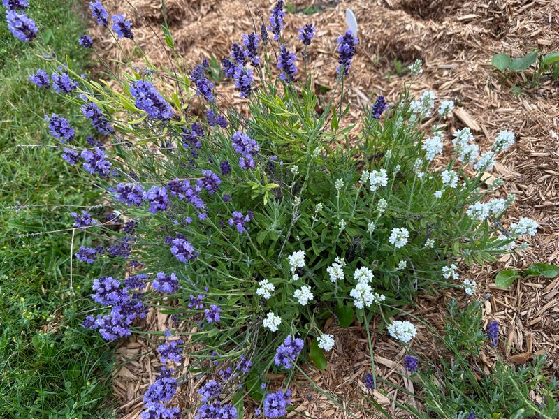 Save July For Flower Harvests