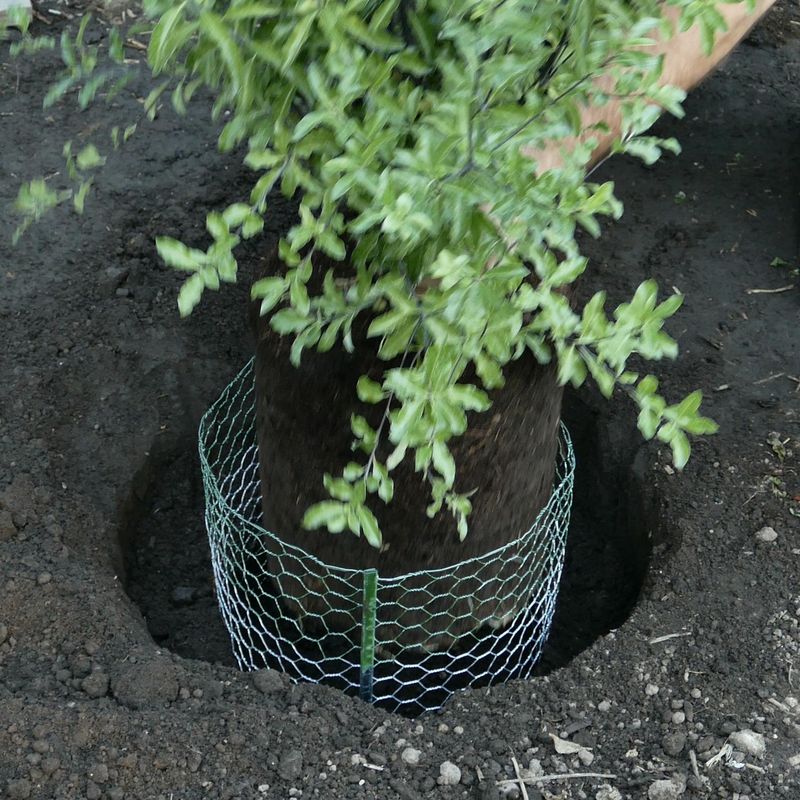 Save Roots With Underground Baskets Save Roots With Underground Baskets