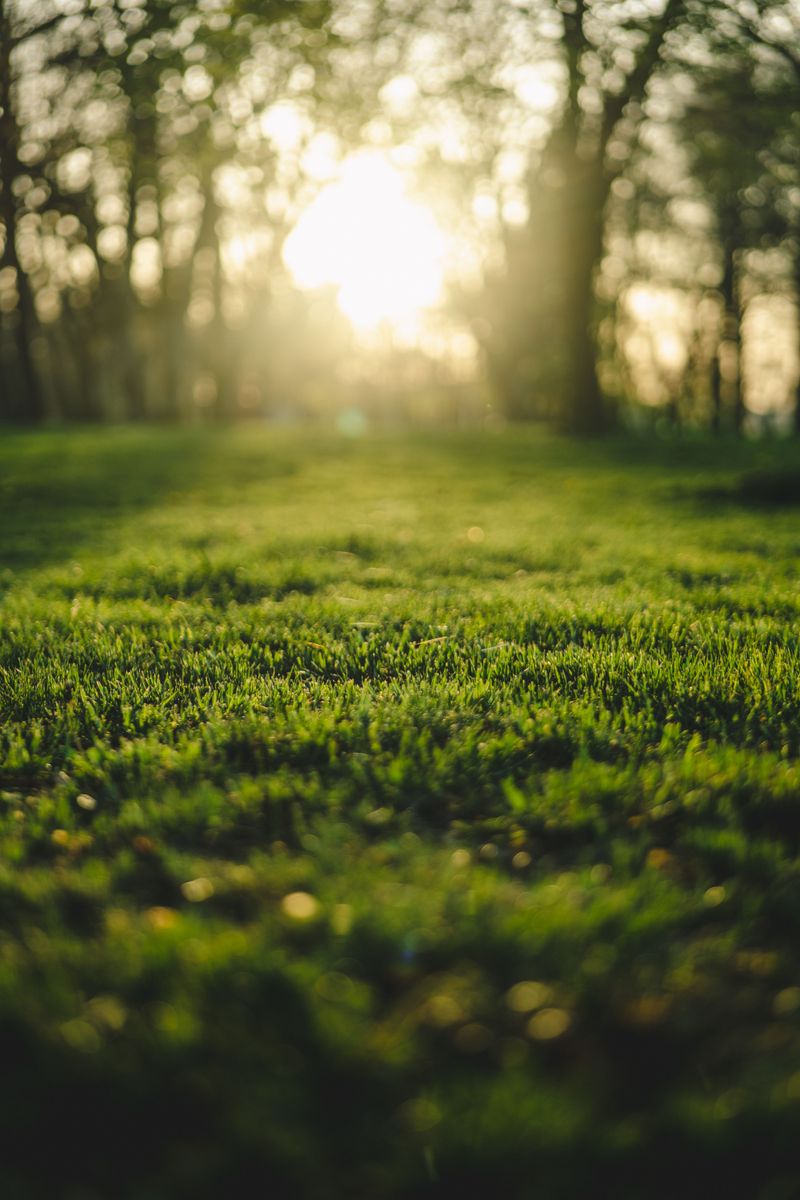 Saving Money Beats Hiring Soil Treatment Services
