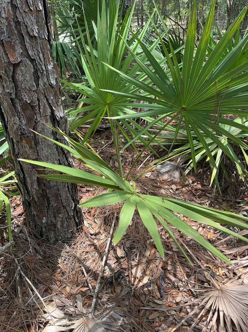 Saw Palmetto Adds Berries Near Cover Saw Palmetto Adds Berries Near Cover