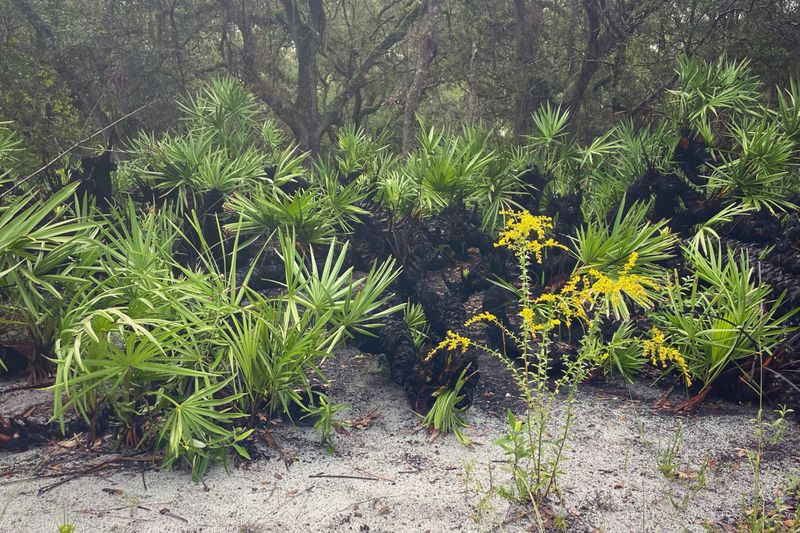 Saw Palmetto Adds Shelter In Larger Yards Saw Palmetto Adds Shelter In Larger Yards