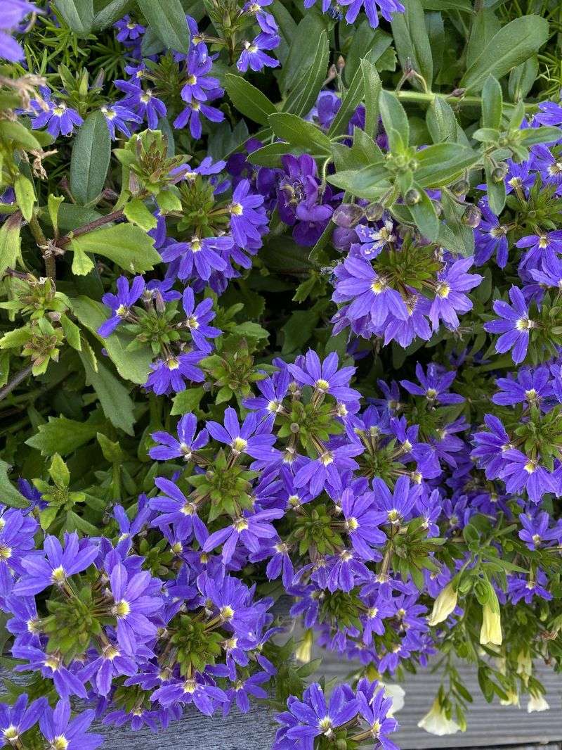 Scaevola Trails Without Fuss